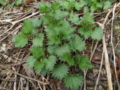 Urtica dioica