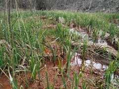 Carex