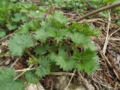 Urtica dioica