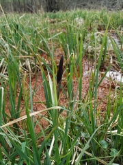 Carex