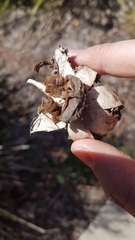 Geastrum pectinatum