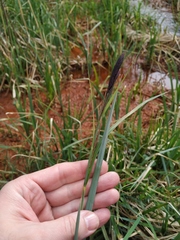 Carex