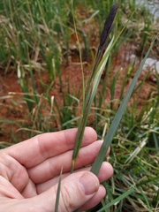 Carex