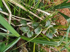 Glechoma hederacea