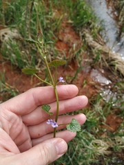 Glechoma hederacea