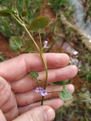Glechoma hederacea