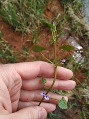 Glechoma hederacea