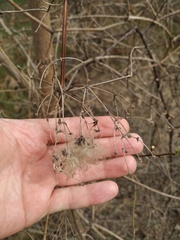 Clematis vitalba