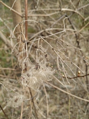 Clematis vitalba