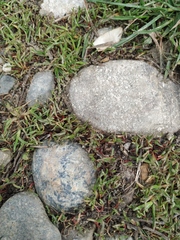 Polygonum