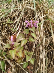 Lamium maculatum