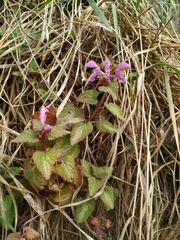 Lamium maculatum