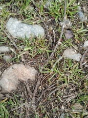 Polygonum