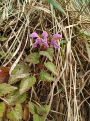 Lamium maculatum