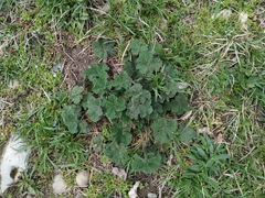 Alcea rugosa