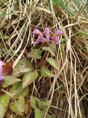 Lamium maculatum