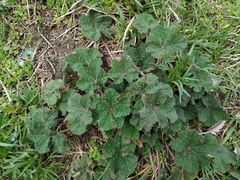 Alcea rugosa