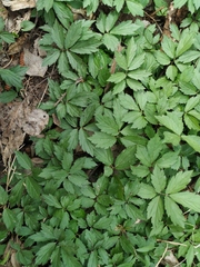 Cardamine quinquefolia