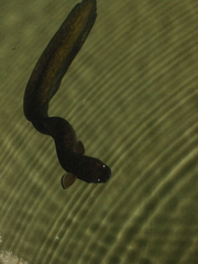 Anguilla marmorata