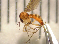 Sciophila