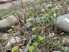 Alyssum