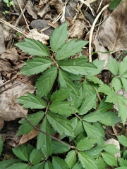 Cardamine quinquefolia