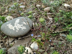 Alyssum