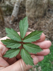 Cardamine quinquefolia