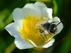 Andrena pulverea