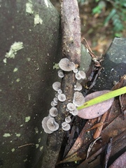 Campanella junghuhnii