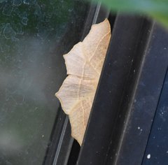 Tetracis cervinaria