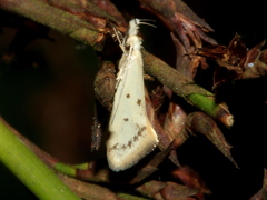 Thema argoptera