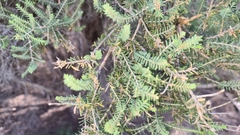 Melaleuca decussata