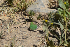 Callophrys dumetorum
