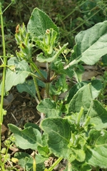 Ruellia metziae