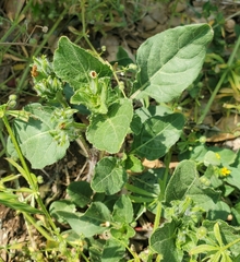 Ruellia metziae