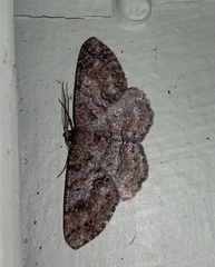 Melanolophia imitata