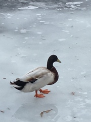 Anas platyrhynchos domesticus