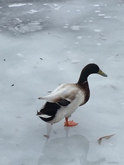 Anas platyrhynchos domesticus