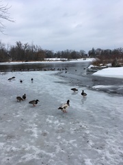 Anas platyrhynchos domesticus