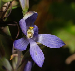 Thelymitra aristata