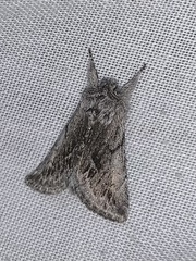 Pleromelloida bonuscula