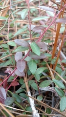 Vaccinium crassifolium