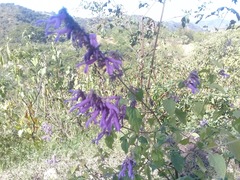 Salvia purpurea