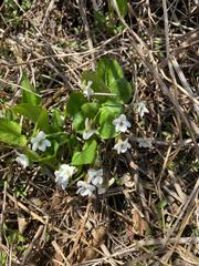 Viola pacifica