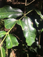 Wilkiea macrophylla