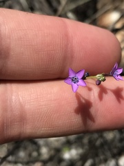 Gilia tenuiflora