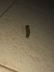 Sarasinula linguaeformis