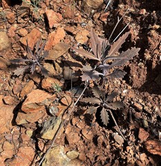 Streptanthus barbiger