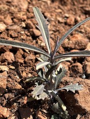 Streptanthus barbiger